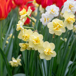 Daffodil 'yellow Cheerfulness' Double Fragrant Yellow | 10 x Bulbs | Yellow