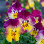 Pansy 'cool Wave Raspberry Swirl' | 6 x Garden Ready Plugs