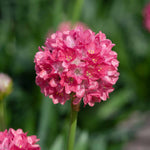 Armeria 'dreameria Dreamland' Pink Perennial 35cm | 1 x 9cm | Pink