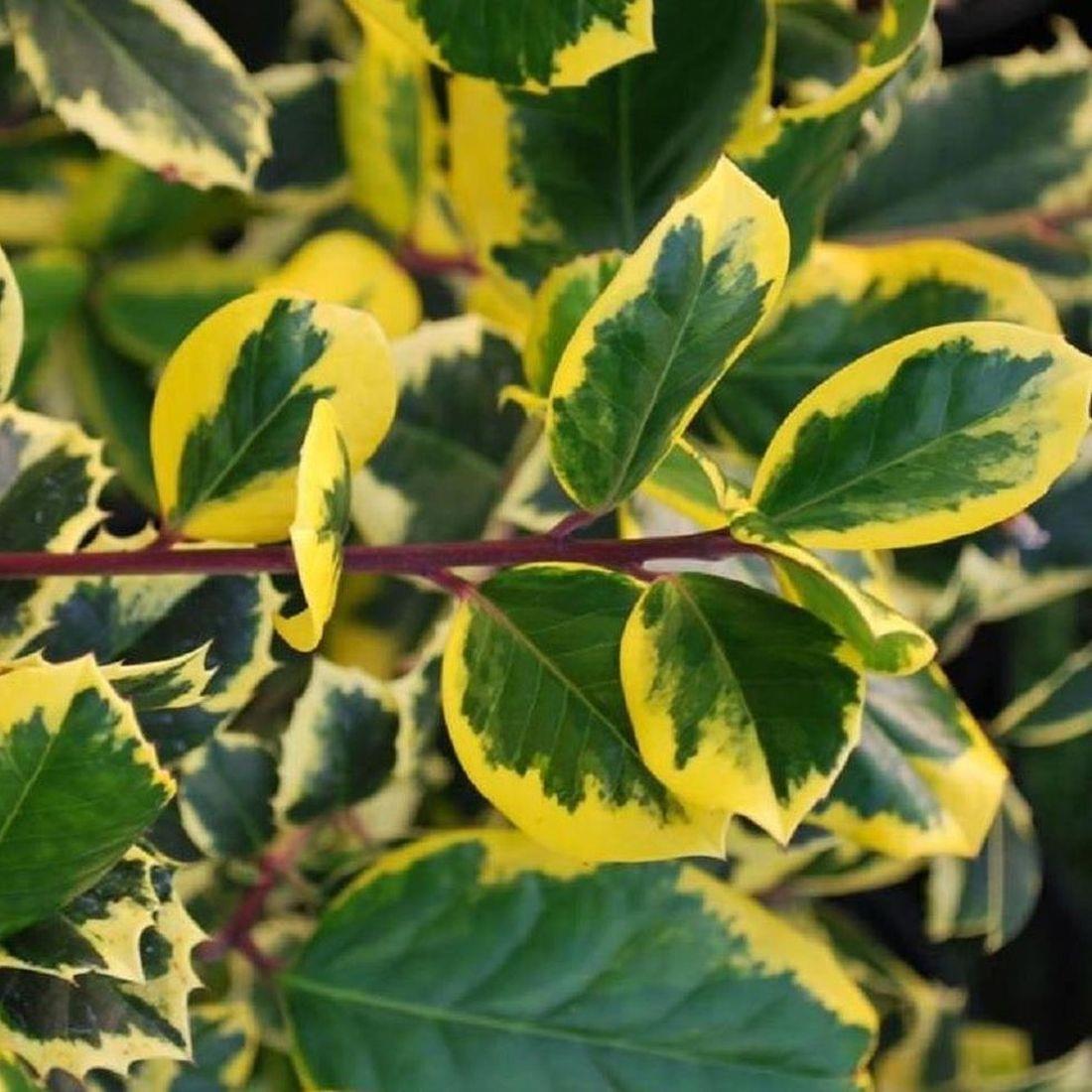 Ilex Golden King Evergreen Variegated Holly Plant Tree
