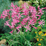 All Summer Long Mixed Flower | 250 x Bulbs | Yellow