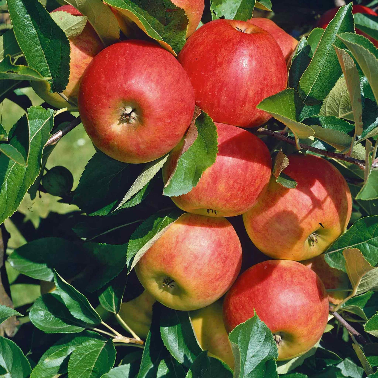 Patio Apple Tree Elstar Dwarf 1.2m | 1 x 5L | Yellow