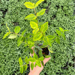 Hypericum X Moserianum Little Misstery - Unusual Variegated Variety - 9cm pot | 1 x 9cm | Yellow