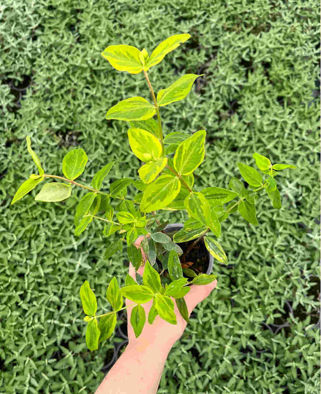 Hypericum X Moserianum Little Misstery - Unusual Variegated Variety - 9cm pot | 1 x 9cm | Yellow