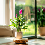 Thai Tulip - 4 Pcs. - Curcuma Alismatifolia 'siam Splash' - H40-60cm - ⌀13cm | Set-of-4 | Pink