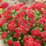 Yarrow 'colour Burst Red' (achillea Millefolium) | 3 x Jumbo Plugs | Red