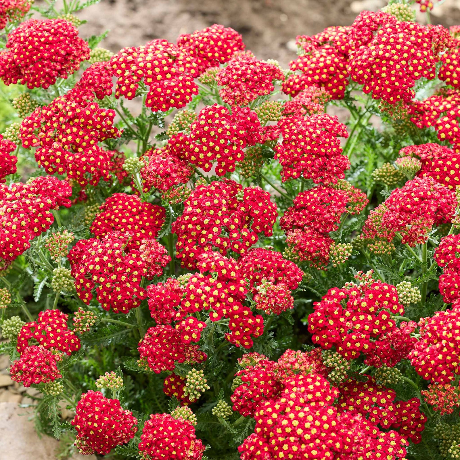 Yarrow 'colour Burst Red' (achillea Millefolium) | 6 x Jumbo Plugs | Red