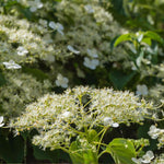 Climbing Hydrangea 'petiolaris' Rhs Agm | 1 x 9cm | White