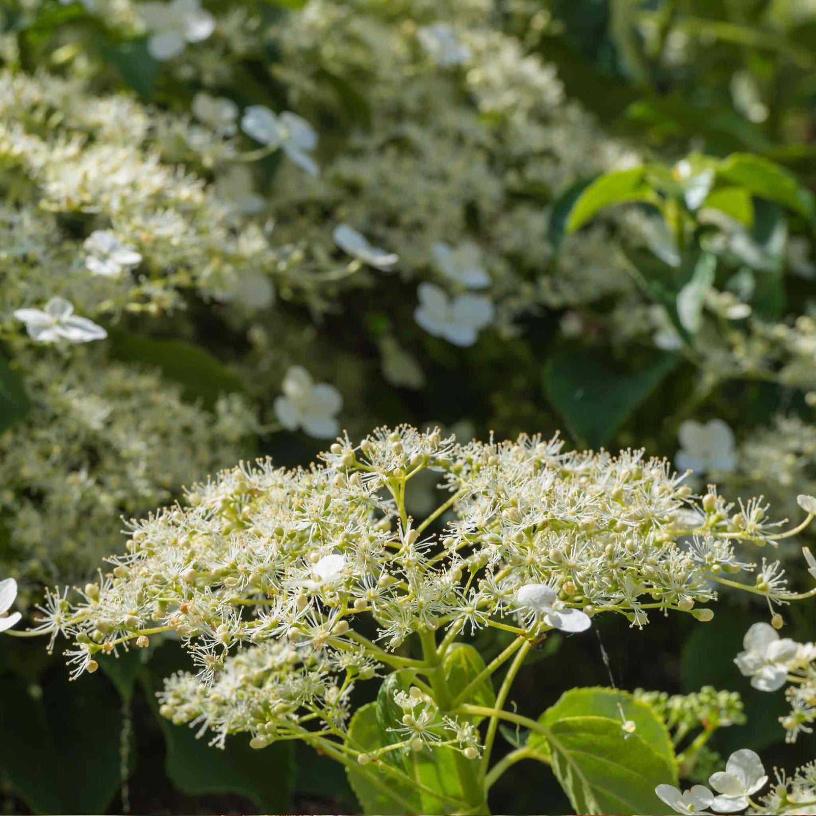 Climbing Hydrangea 'petiolaris' Rhs Agm | 1 x 9cm | White