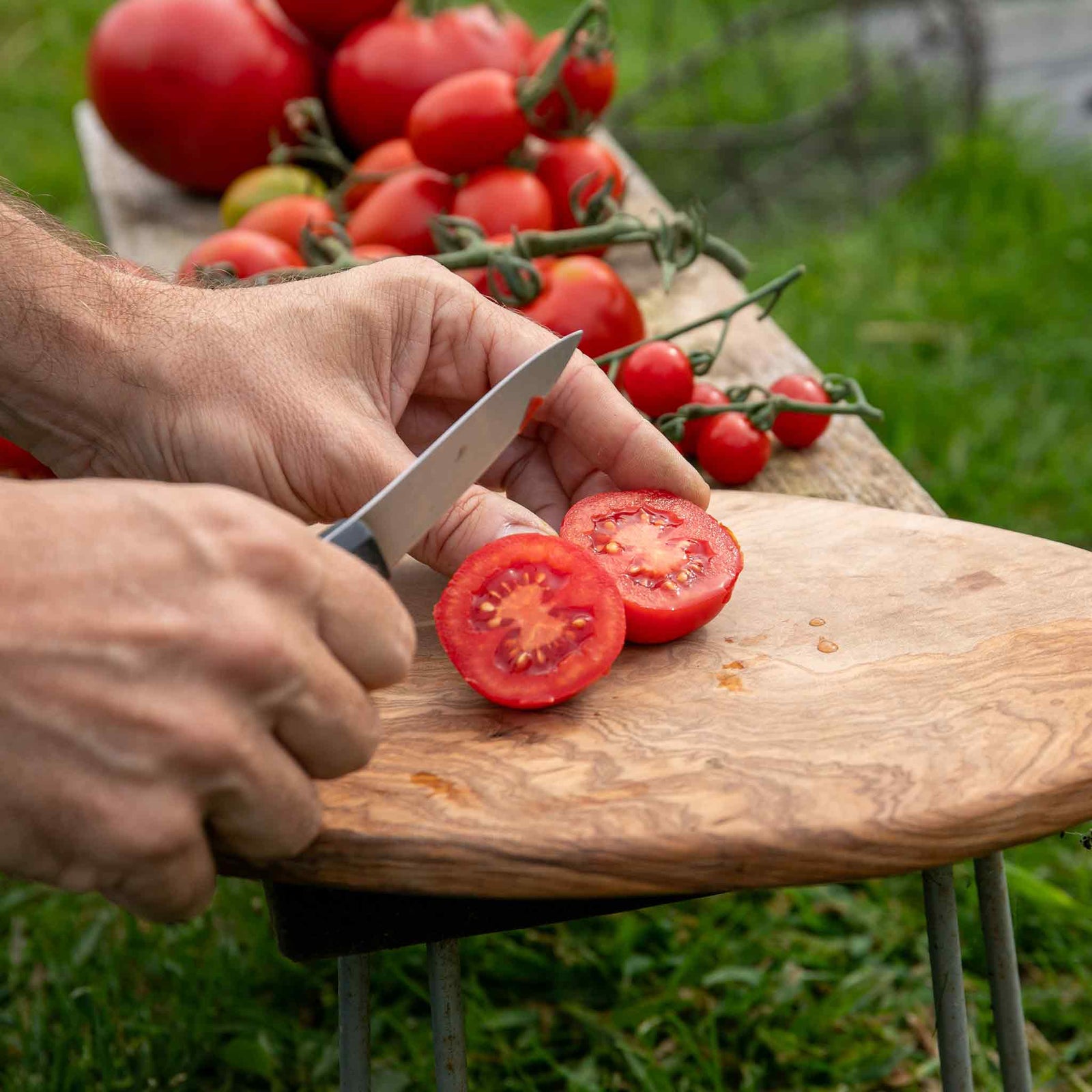 Tomato Seeds 'premio' F1 | Set of 10
