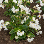 Begonia 'megawatt White Green Leaf' - White Flowers And Green Foliage | 12 x Plug Plants | White