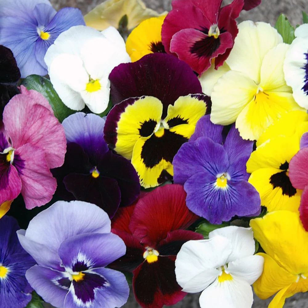 Pansy Universal Preplanted Hanging Basket | 14"