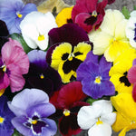 Pansy Universal Preplanted Hanging Basket | 8"