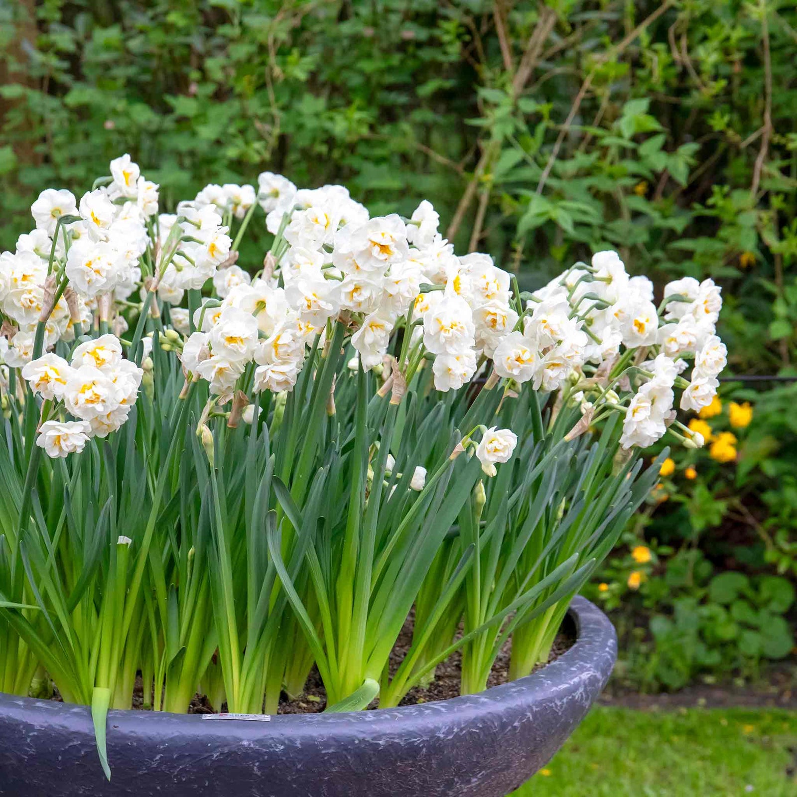 Daffodil 'bridal Crown' Fragrant Double White Narcissus | 10 x Bulbs | Yellow & White