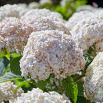 Hydrangea 'candybelle Marshmallow' Shrub | 1 x 3L | Pink