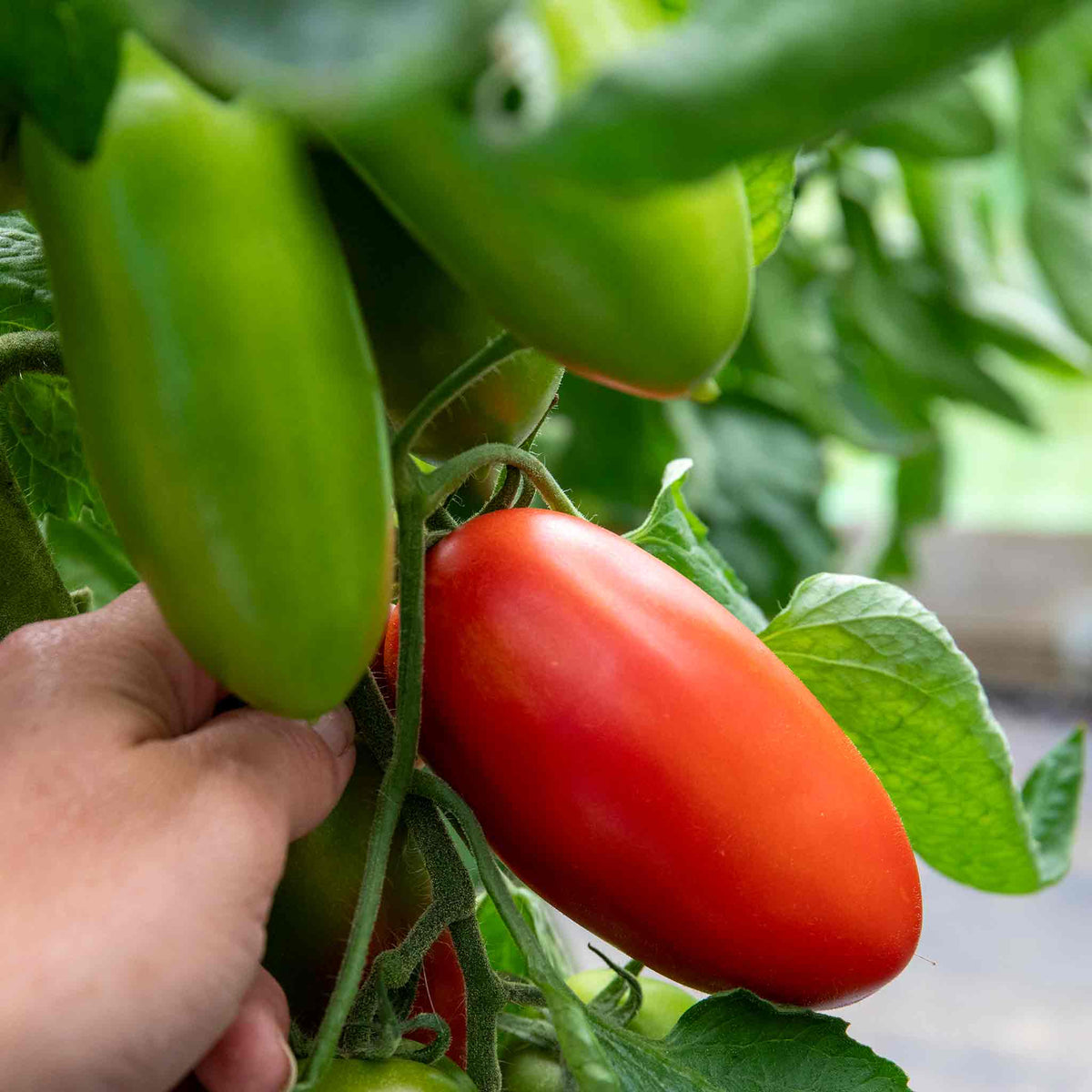 Cordon Tomato Plant 'san Marzano' - Classic Italian Plum Variety | Set of 6