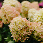 Hydrangea Paniculata Graffiti - Clouds Of Colour - Changing Summer Blooms - Supplied In A 9cm Pot