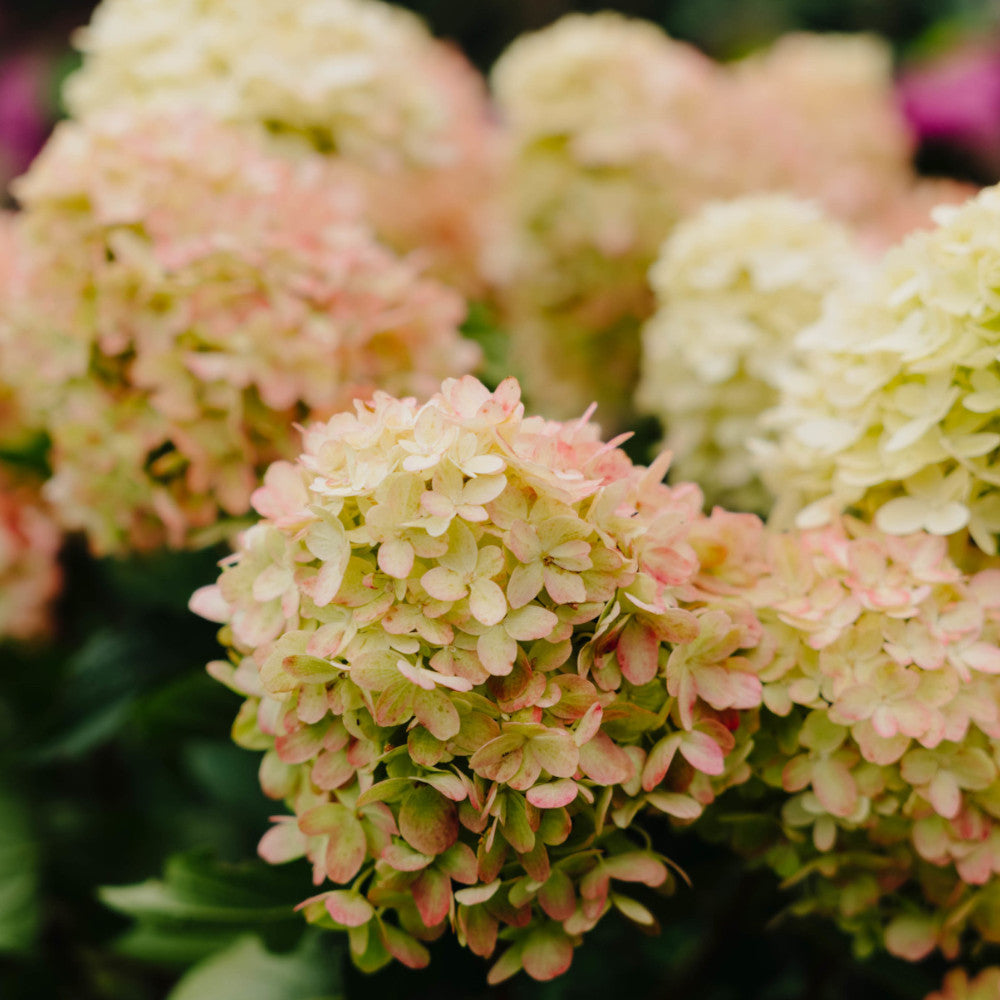 Hydrangea Paniculata Graffiti - Clouds Of Colour - Changing Summer Blooms - Supplied In A 9cm Pot