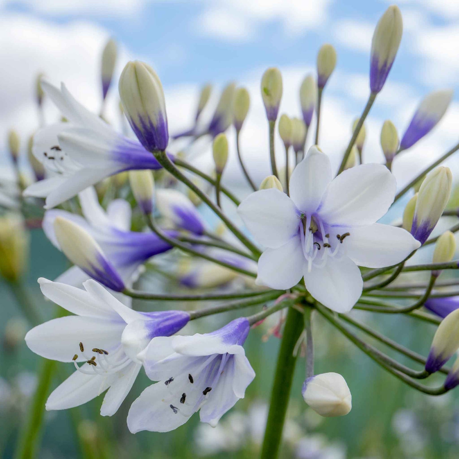 Agapanthus 'twister' (bicolour, Rhs Agm, 60cm) | 3 x 9cm | Blue & White