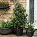 Pyramid Bay Tree (laurus Nobilis) - Evergreen Topiary For Pots & Doorways | 2 x 70cm | Green