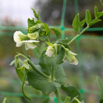 Pea 'alderman' Maincrop - Multi-sown Despatched From April | 12 x Plug Plants | Green
