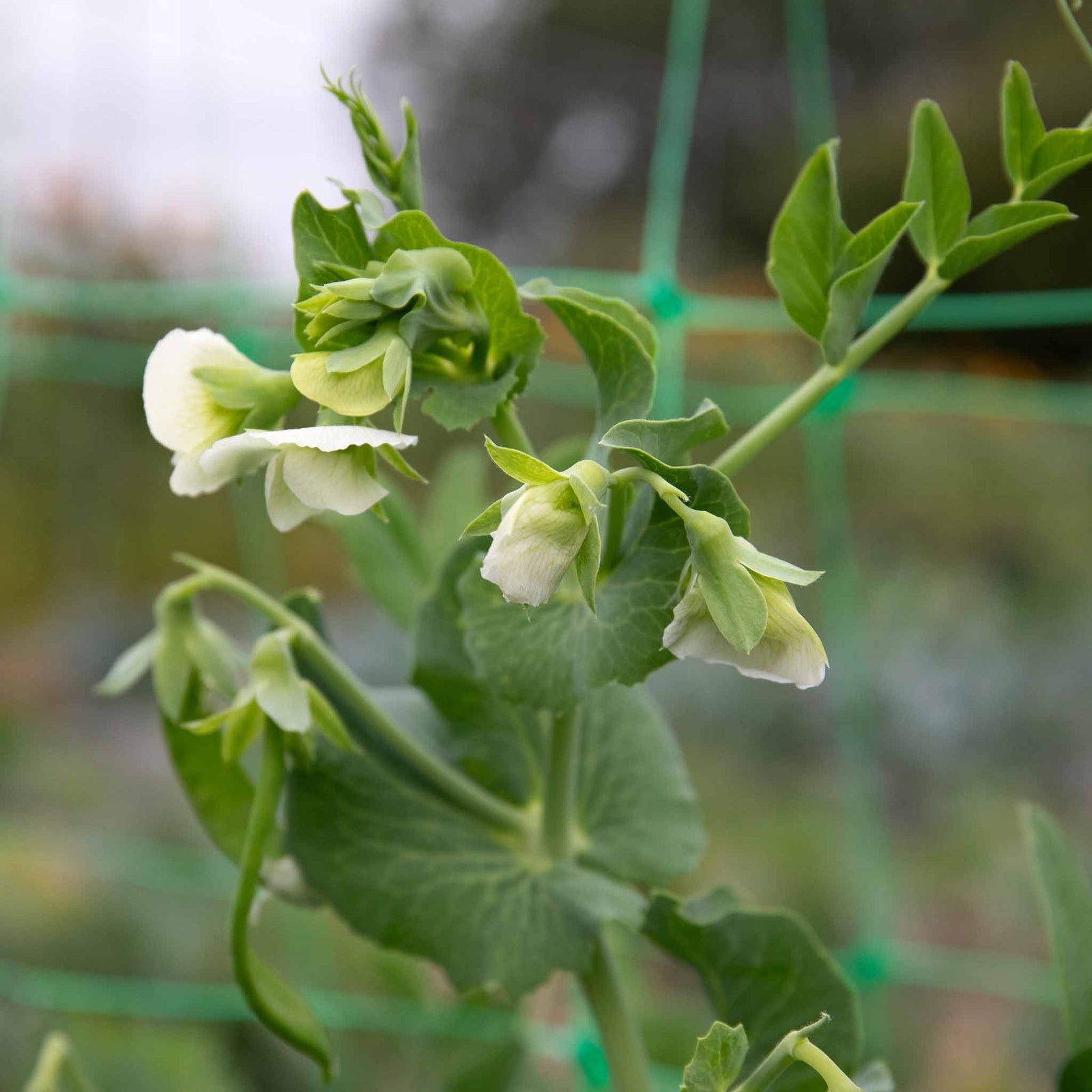 Pea 'alderman' Maincrop - Multi-sown Despatched From April | 12 x Plug Plants | Green
