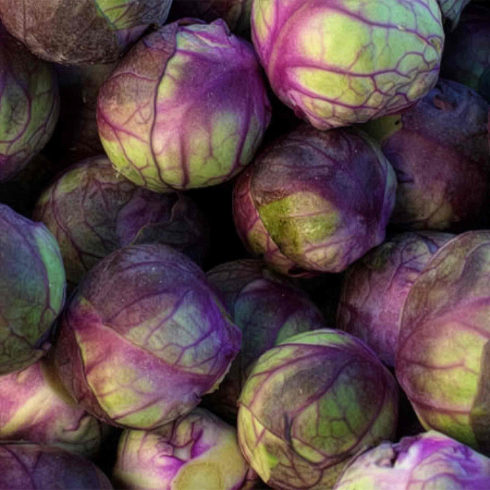 Brussels Sprout 'red Darling' - Red-purple, Mild, High-yield | 8 x Pro Grower Plugs | Ruby Red