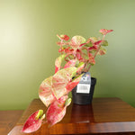 Artificial 30cm Pink Caladium Potted Trailing Plant