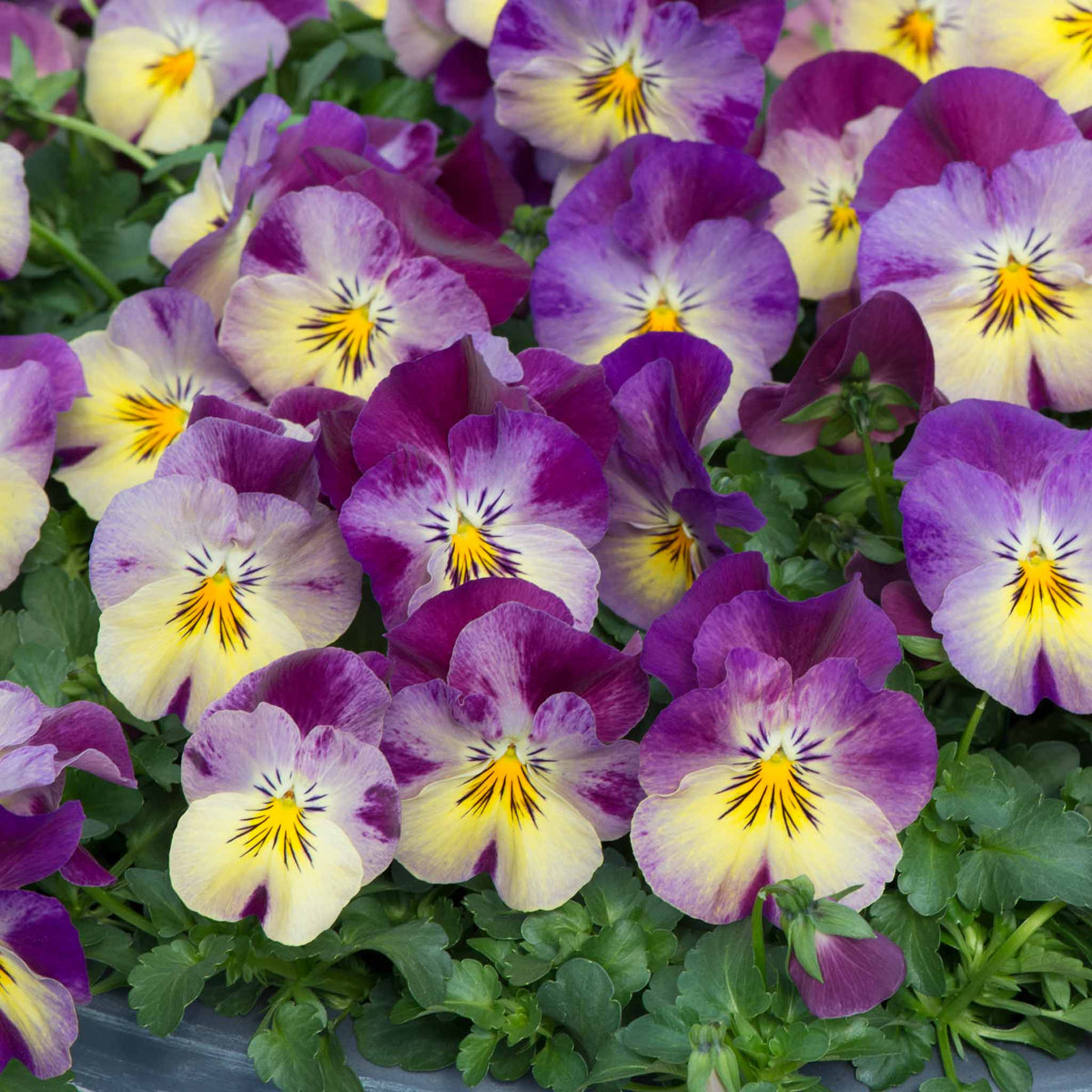 Pansy 'cool Wave Raspberry Swirl' | 6 x Garden Ready Plugs