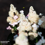 Hydrangea Paniculata Living Infinity 1 Litre Potted Plant X 1