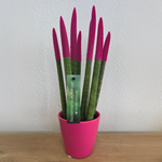 Snake Plant Velvet Touch - Sansevieria Cylindrica - Height 20-40cm - ⌀9cm | Pink