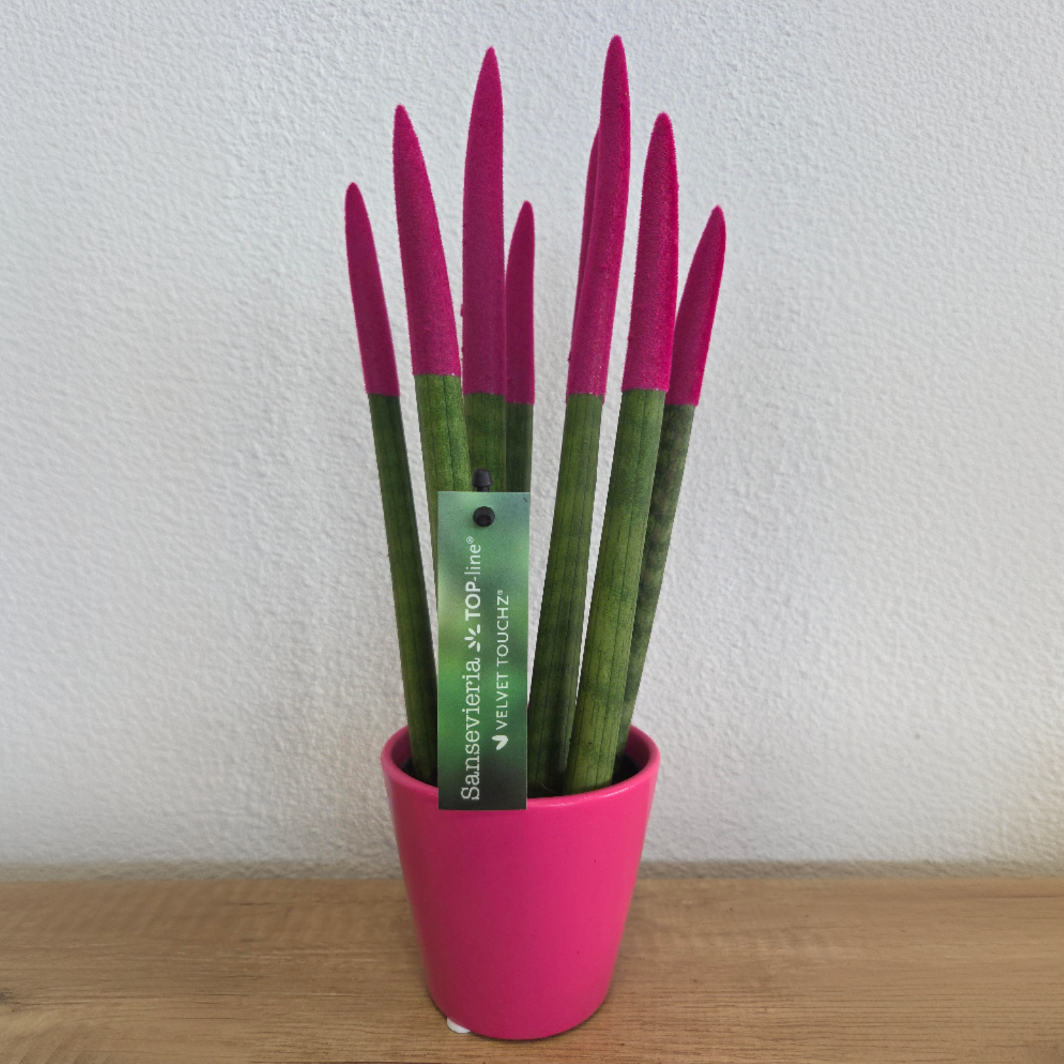 Snake Plant Velvet Touch - Sansevieria Cylindrica - Height 20-40cm - ⌀9cm | Pink