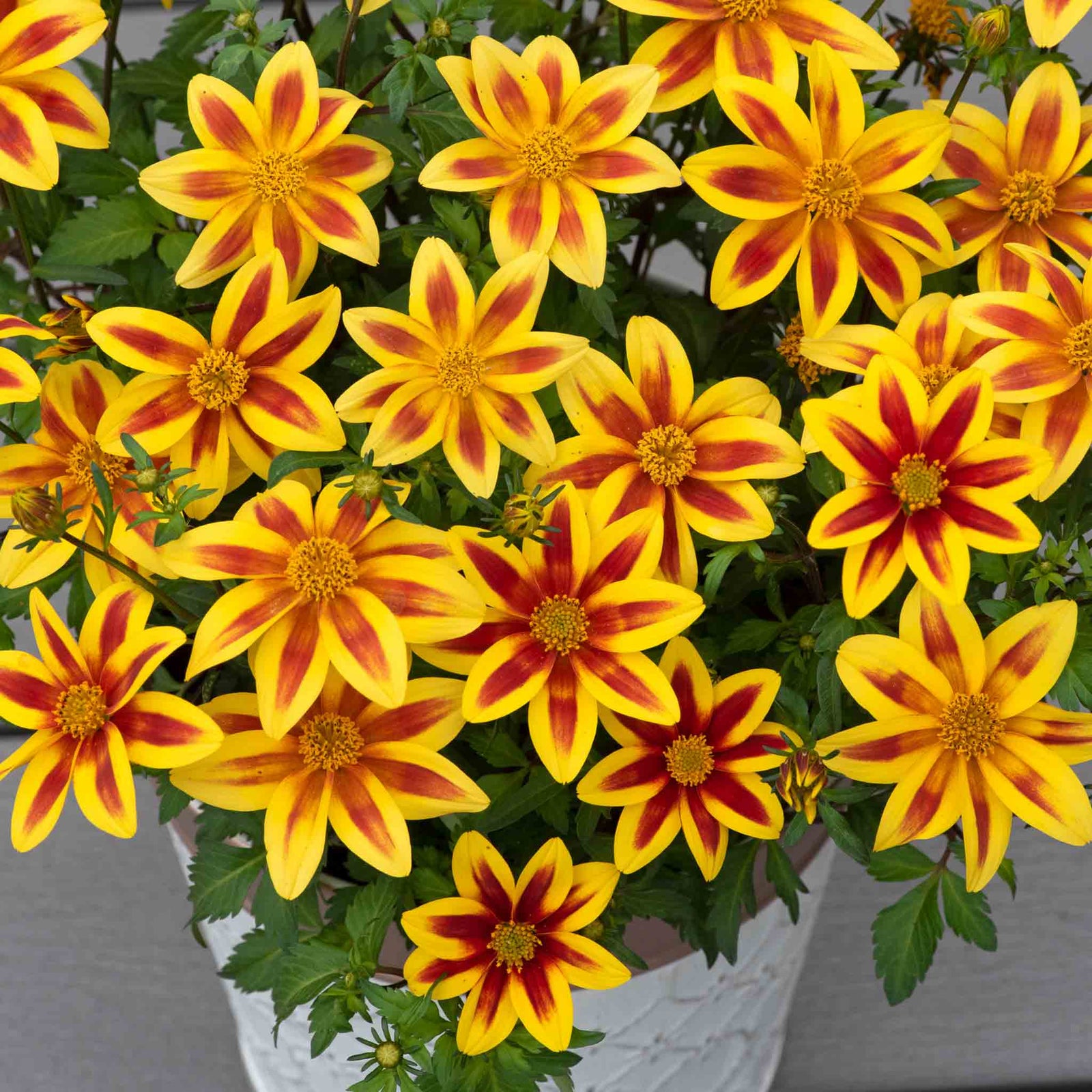 Bidens 'blazing Star' - Compact, Long-flowering Bedding Plant | 12 x Plug Plants | Orange