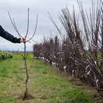 Plum 'victoria' 3m - Self-fertile, St Julien A Rootstock | 1 x 5L Espalier | Purple