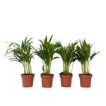 Areca Palm 'golden Cane' - 4 Pcs. - Dypsis Lutescens - Height 30-45cm - ⌀12cm | Set-of-4 | Green