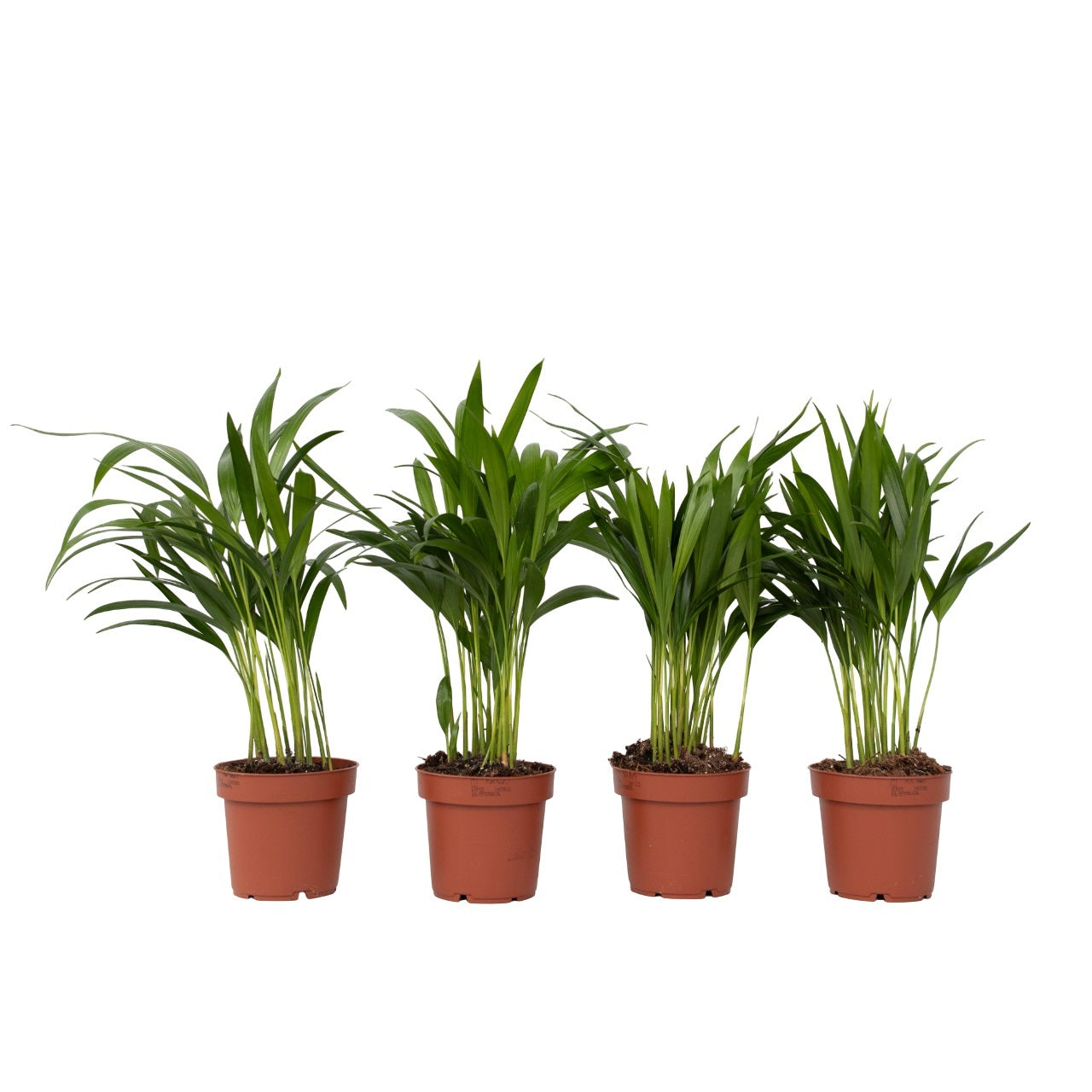 Areca Palm 'golden Cane' - 4 Pcs. - Dypsis Lutescens - Height 30-45cm - ⌀12cm | Set-of-4 | Green