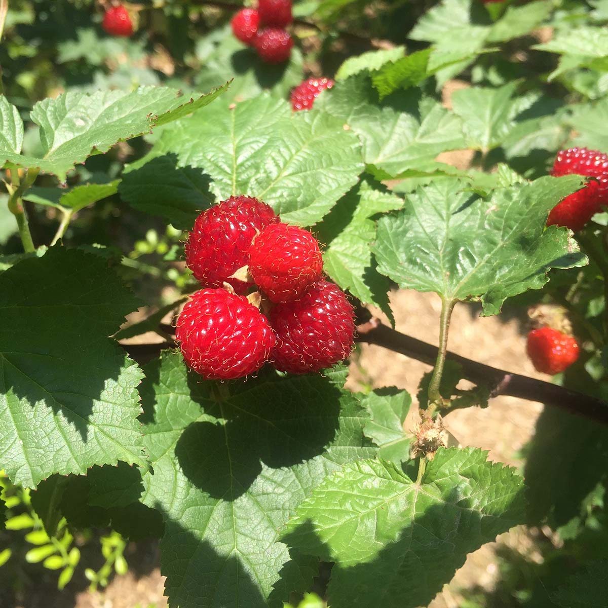 Raspberry 'tower' Plant - Upright Patio Raspberry | 1 x 3L
