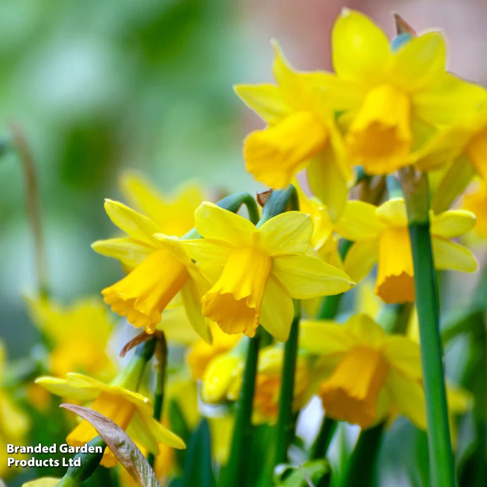 Daffodil Miniature Mixed Bulbs | 100 x Bulbs