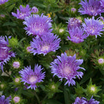 Stokesia 'mel's Blue' Compact Lavender-blue Perennial | Set of 1 | Lavender
