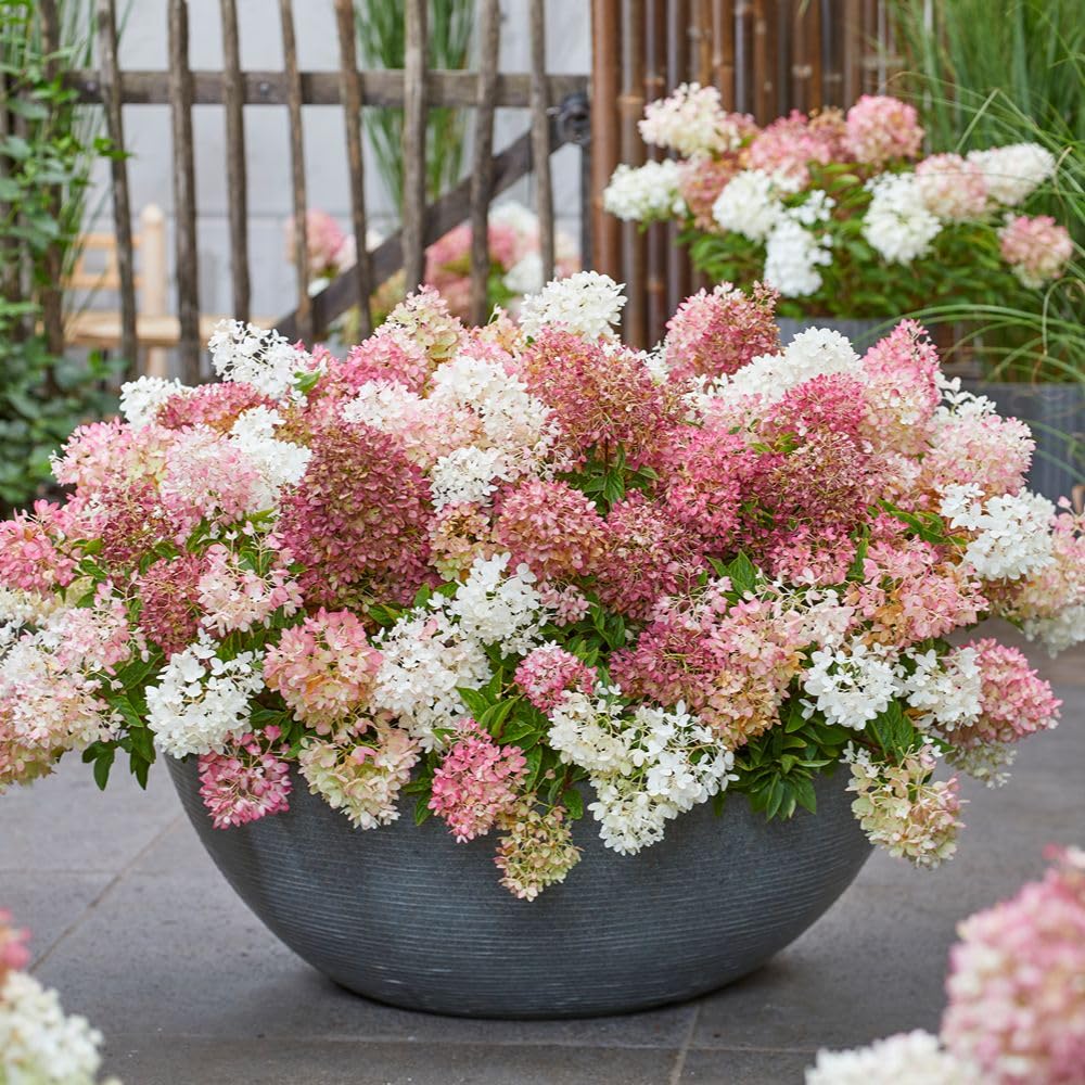 Hydrangea Paniculata Groundbreaker Blush 14cm Pot | Set-of-2