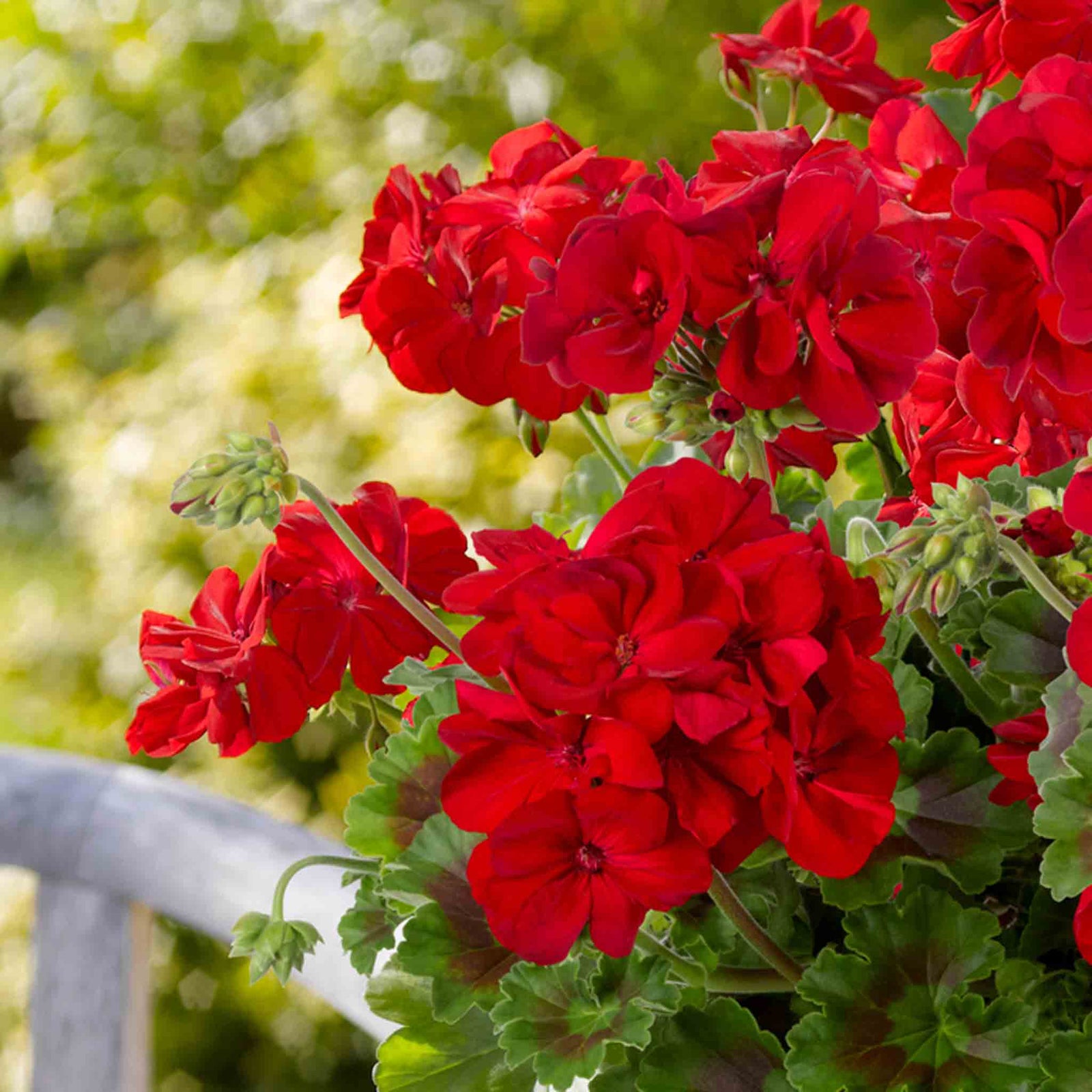 Geranium Galaxy Red Zonal 40cm | 12 x Plug Plants | Bright Red