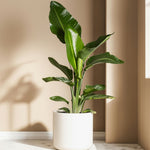 Bird Of Paradise - 6 Pcs. - Strelitzia Reginea - Height 25-40cm - ⌀9cm | Set of 6 | Orange