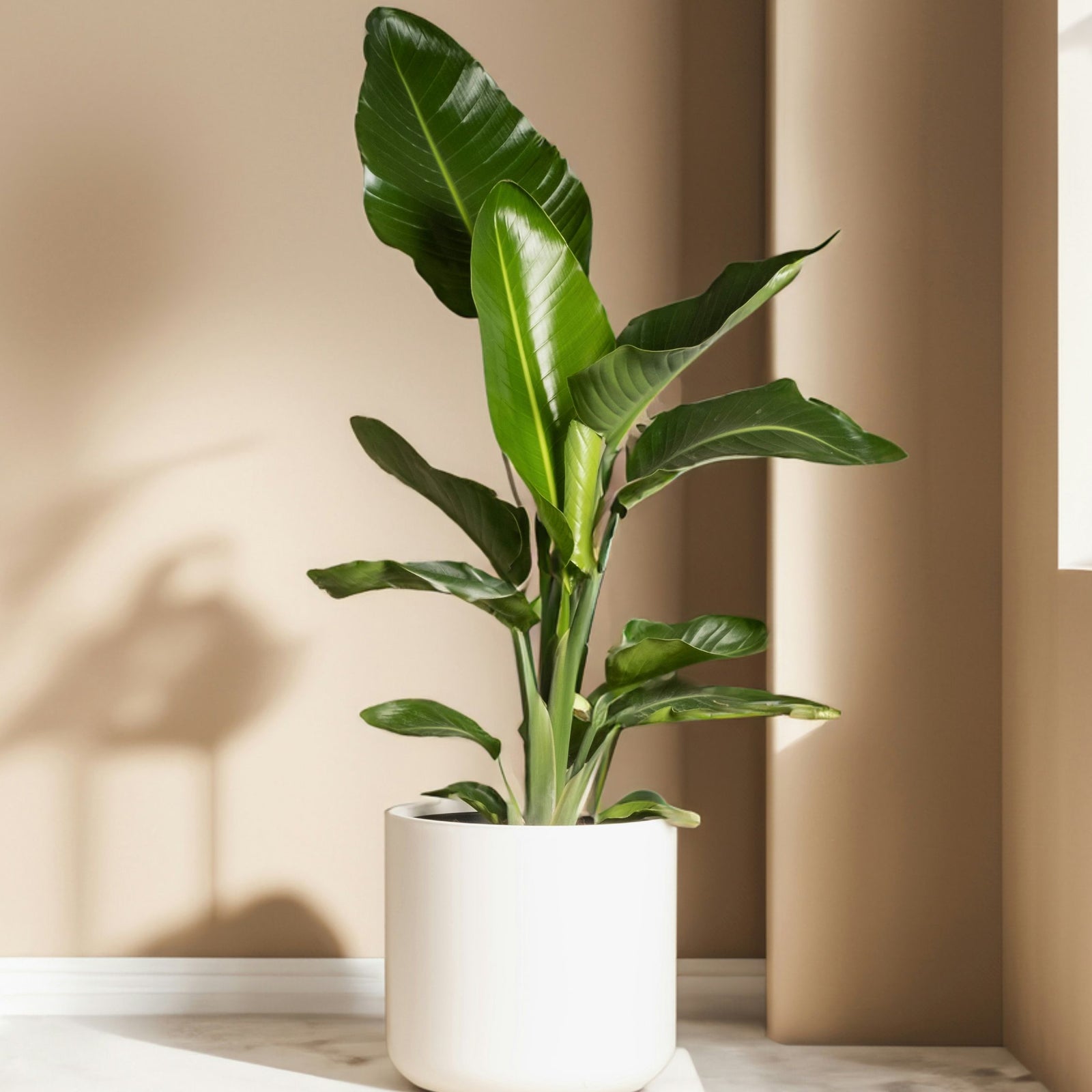 Bird Of Paradise - 6 Pcs. - Strelitzia Reginea - Height 25-40cm - ⌀9cm | Set of 6 | Orange