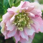 Helleborus Double Ellen Pink - 9cm pots | Set-of-1 | Light Pink