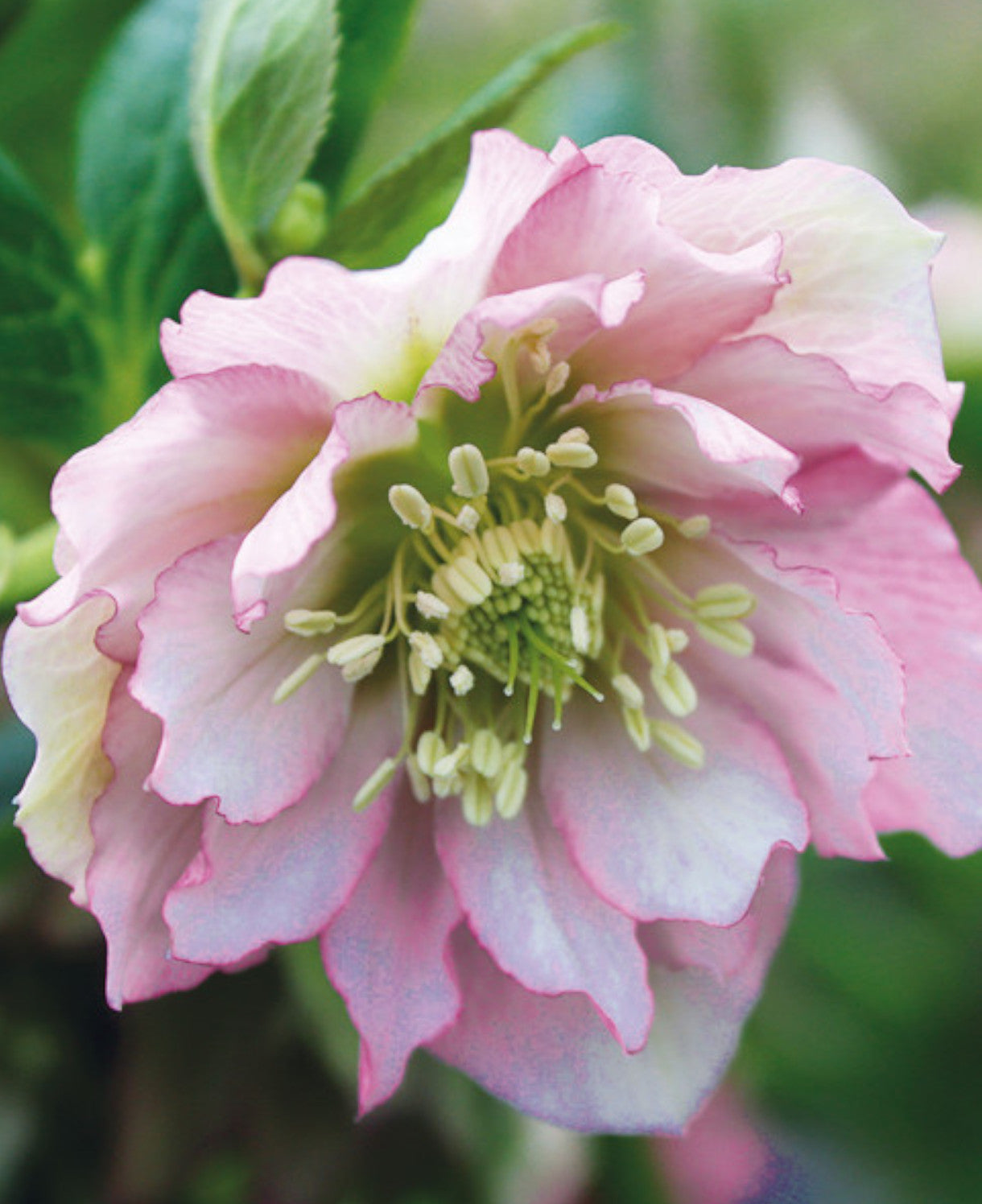 Helleborus Double Ellen Pink - 9cm pots | Set-of-1 | Light Pink