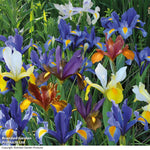 Thompson & Morgan Mixed Spring Bulb Collection 200 Bulbs