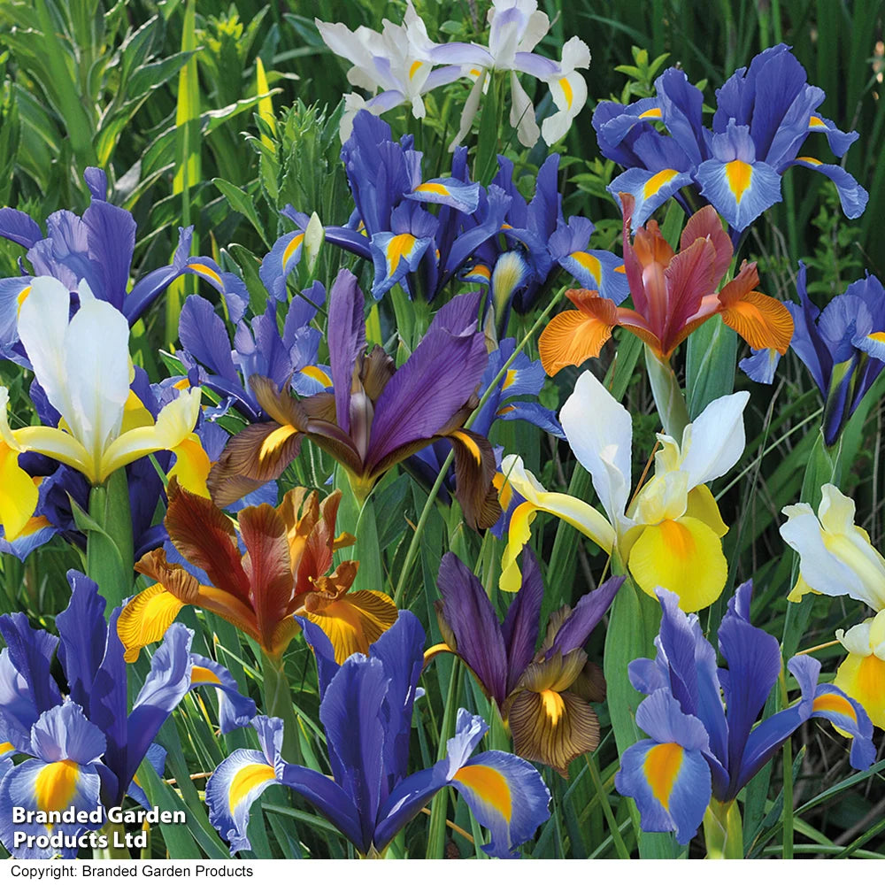Thompson & Morgan Mixed Spring Bulb Collection 200 Bulbs