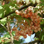 Sorbus Apricot Queen Tree 6ft Tall Supplied In A 12 Litre Pot