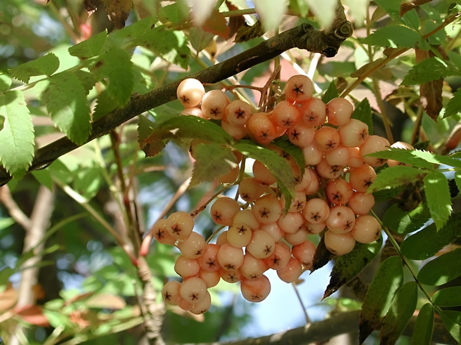 Sorbus Apricot Queen Tree 6ft Tall Supplied In A 12 Litre Pot