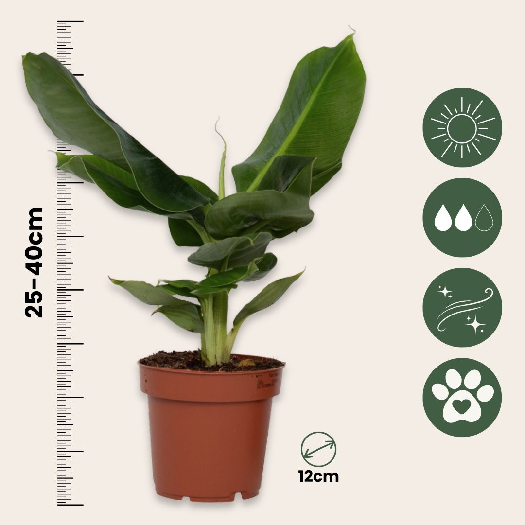 Banana Plant - 2 Pcs. - Musa 'oriental Dwarf' - Height 25-40cm - ⌀12cm | Set of 2 | Green